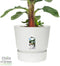 Bananenplant in Elho® Greenville pot – ↨ 80 cm – ⌀ 24 cm