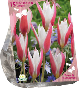 Baltus - Bollen Tulipa Clusiana Lady Jane 30 stuks