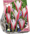 Baltus - Bollen Tulipa Clusiana Lady Jane 30 stuks