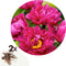 Plant in a Box - Paeonia pioen 'Karl Rosenfield' - Set van 2 - Pioenen - Bloemknollen - Zomerbloeiers - Tuinbloemen - Paars