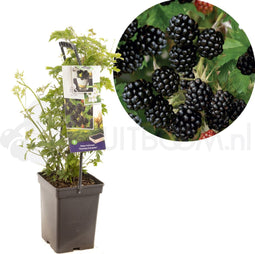 Rubus frut.Thornl Evergreen - draag