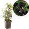 Rubus frut.Thornl Evergreen - draag