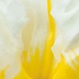 JUB - Tulipa Flaming Agrass