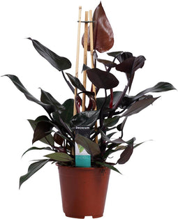 Philodendron Ruby - Pyramide - 65 cm, Ø 19 cm