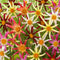 Plant in a Box - Dahlia 'Honka Mix' - set van 6 - zomerbloeiers - dahliaknollen - tuinbloemen - Wit / Rood / Geel
