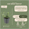 Plants by Frank | 60 Bonte Kardinaalsmuts Planten | Euonymus 'Emerald 'n Gaity' | Winterharde bodembedekker planten | tuinplanten | Winterharde vaste planten meerjarig | Winterharde tuinplanten