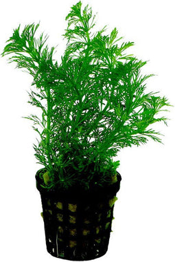 Ap-limnophila heterophylla 5 cm pot