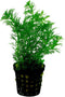 Ap-limnophila heterophylla 5 cm pot