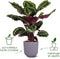 Elho Jazz Rond 19 Bloempot - 100% Gerecycled Plastic - Ø 18.9 x H 17.6 cm - Lavendel lila
