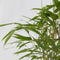 Plant in a Box - Fargesia Grex - Set van 6 blauwe bamboe - Winterharde niet-invasieve bamboe - Pot 13cm - Hoogte 30-40cm
