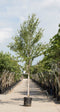 Chinese berk | Betula alb. 'Fascination' 14-18 cm | Bomenbezorgd.nl