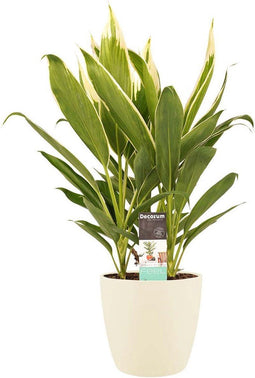 Decorum Cordyline new Conga met Elho brussels soap – ↨ 60cm – ⌀ 19cm