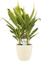 Decorum Cordyline new Conga met Elho brussels soap – ↨ 60cm – ⌀ 19cm