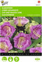 2 stuks Cobaea, Klokwinde Violetblauw