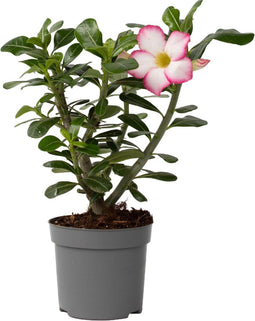 Plant in a Box - Adenium Obesum Pink Star - Roze Woestijnroos - Bloeiende Woestijnroos - Pot 13cm - Hoogte 30-40cm