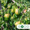 Grote perenboom Gieser Wildeman | Pyrus c. Gieser Wildeman 10-14 cm | Bomenbezorgd.nl