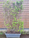 Hedge to Go - Viburnum tinus Haag