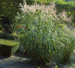 5 stuks Miscanthus sinensis Silberfeder