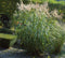 5 stuks Miscanthus sinensis Silberfeder