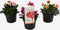 Plant in a Box - Lewisia cotyledon 'Bitterkruid' - Mengsel van 3 - Roze, Oranje, Paars - Bloeiende tuinplant - Winterhard - Pot 10cm - Hoogte 10-20cm