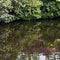 Customize it - Tuinschilderij bloemenvijver 70x50