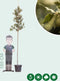 Steeneik Quercus ilex h 225 cm st. omtrek 5 cm st. h 170 cm