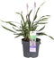 Plant in a Box - Liriope muscari 'Ingwersen' - Set van 3 - Winterharde siergrassen - Pot 14cm - Hoogte 25-35cm