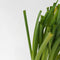 Plant in a Box - Tulbaghia violacea 'Knobikraut' - wilde knoflook - Paarse bloemen - set van 3 - Potmaat 9 cm - Hoogte 15-25 cm