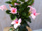 Dipladenia Mandevilla Sundaville roze 90 cm
