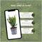 Plants by Frank | 1 strekkende meter Venijnboom haag | 6x Taxus media Farmen Ø12 cm - 20 cm | Groenblijvende haag | Tuinplanten | Planten