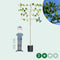 Leiplataan 200 cm | Platanus hispanica 200 cm| Bomenbezorgd.nl