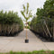 Sierkers met goudgele stam | Prunus maackii 'Amber beauty' 10-14 cm | Bomenbezorgd.nl