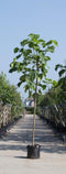 Anna Paulownaboom | Paulownia tomentosa 20-25 cm | Bomenbezorgd.nl