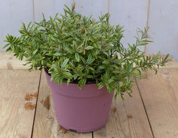 Hebe groenblijvend vaste plant met groen blad