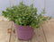 Hebe groenblijvend vaste plant met groen blad
