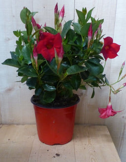 Dipladenia Mandevilla Sundaville rood h30 cm