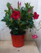 Dipladenia Mandevilla Sundaville rood h30 cm