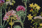 Thea Gouverneur - Borduurpakket met telpatroon - 424.05 - Voorgesorteerde DMC Garens - Wilde kruiden - Zwart Aida - 35 cm x 46 cm - DIY Kit