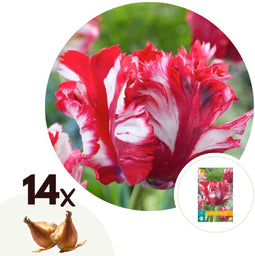 Plant in a Box - Tulipa Estella Rijnveld - 14x Tulpenbollen - Winterharde Bloembollen voor Tuin, Terras of Balkon