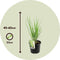 Plant in a Box - Panicum virgatum - Set van 2 - Panicum northwind siergras winterhard - Pot 23cm - Hoogte 40-60cm