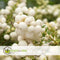 Plant in a Box - Gaultheria mucronata - Witte Pernettya in Mand - Parelbes - Pot 17cm - Hoogte 25-40cm