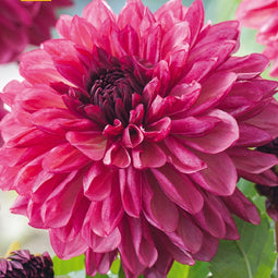 Dahlia Bacardi