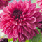 Dahlia Bacardi
