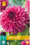 Dahlia Bacardi