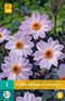 Dahlia Bishop Of Leicester - 1st - Bloembollen - JUB Holland