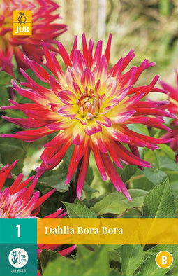 Dahlia bora bora - 1st - Bloembollen - JUB Holland