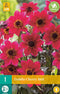 Dahlia Cherry Red - 1st - Bloembollen - JUB Holland