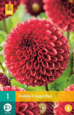 Dahlia copperboy - 1st - Bloembollen - JUB Holland