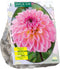 Dahlia Decoratief Ilse per 1