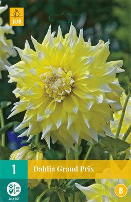 Dahlia Grand Prix - 1st - Bloembollen - JUB Holland